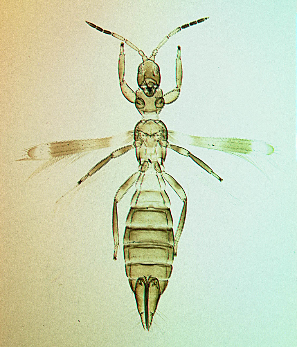 Stomatothrips angustipennis