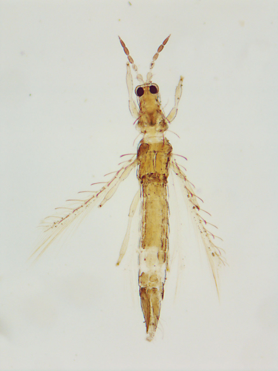 Coremothrips nubilicus