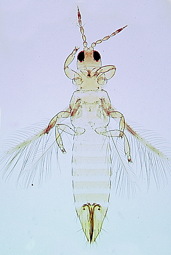 Danothrips trifasciatus