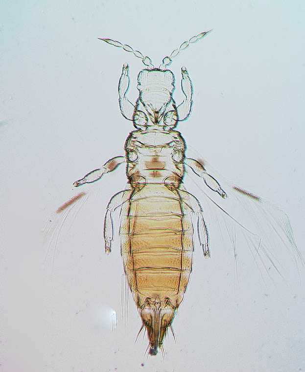 Dendrothripoides innoxius
