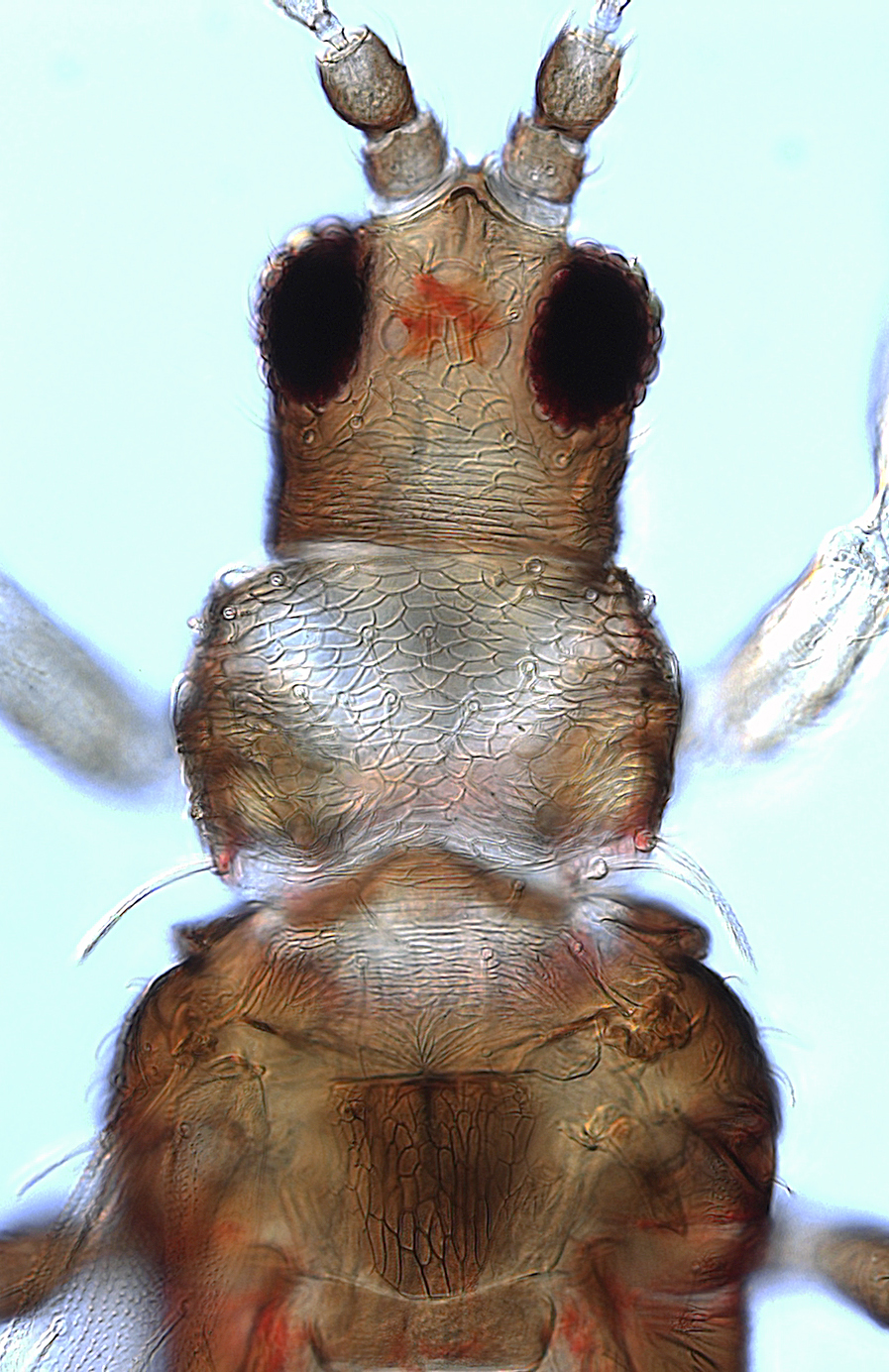 Echinothrips pinnatus