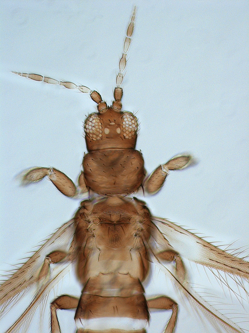 Enneothrips fuscus