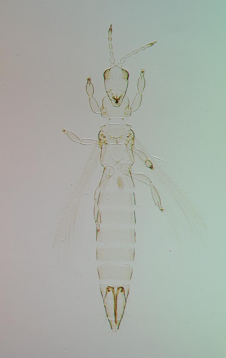 Stenchaetothrips indicus