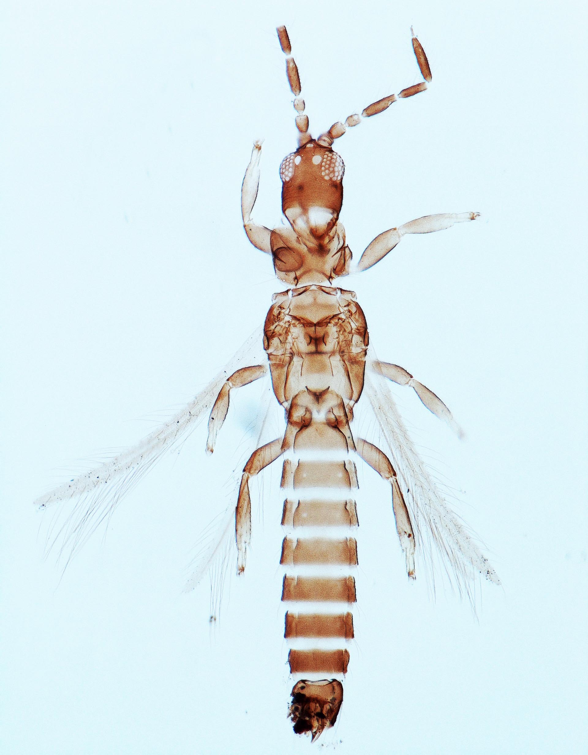 Plesiothrips frequens