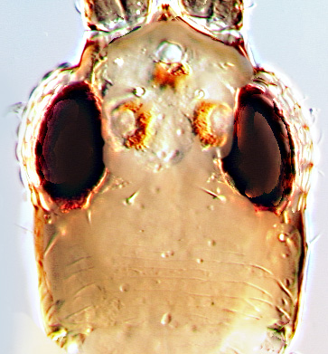 Plesiothrips maculosus