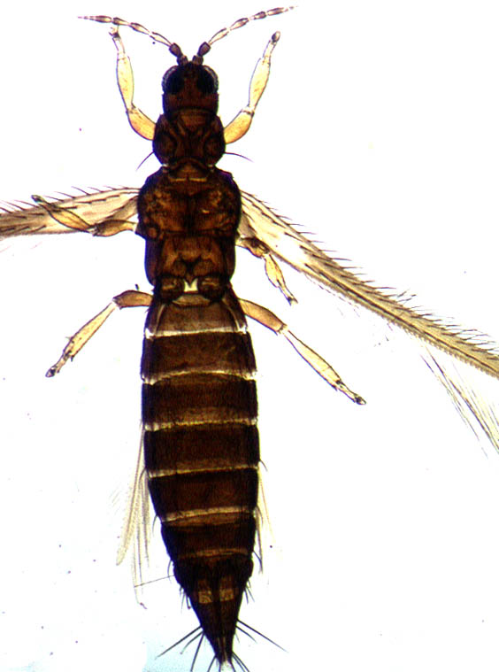 Psectrothrips longiceps 