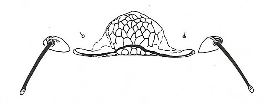 Zeugmatothrips gracilis