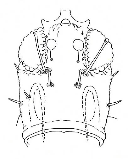 Zeugmatothrips mumbaca