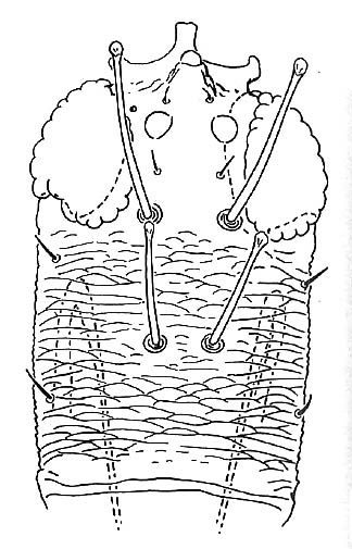 Zeugmatothrips niger