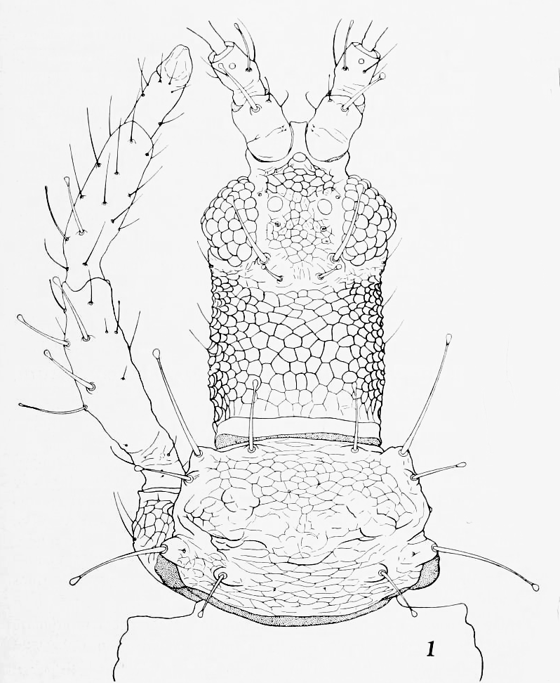 Zeugmatothrips pallidulus