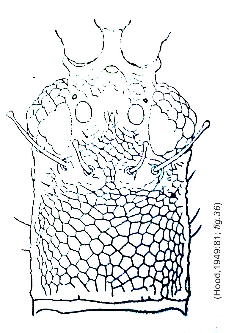 Zeugmatothrips peltatus