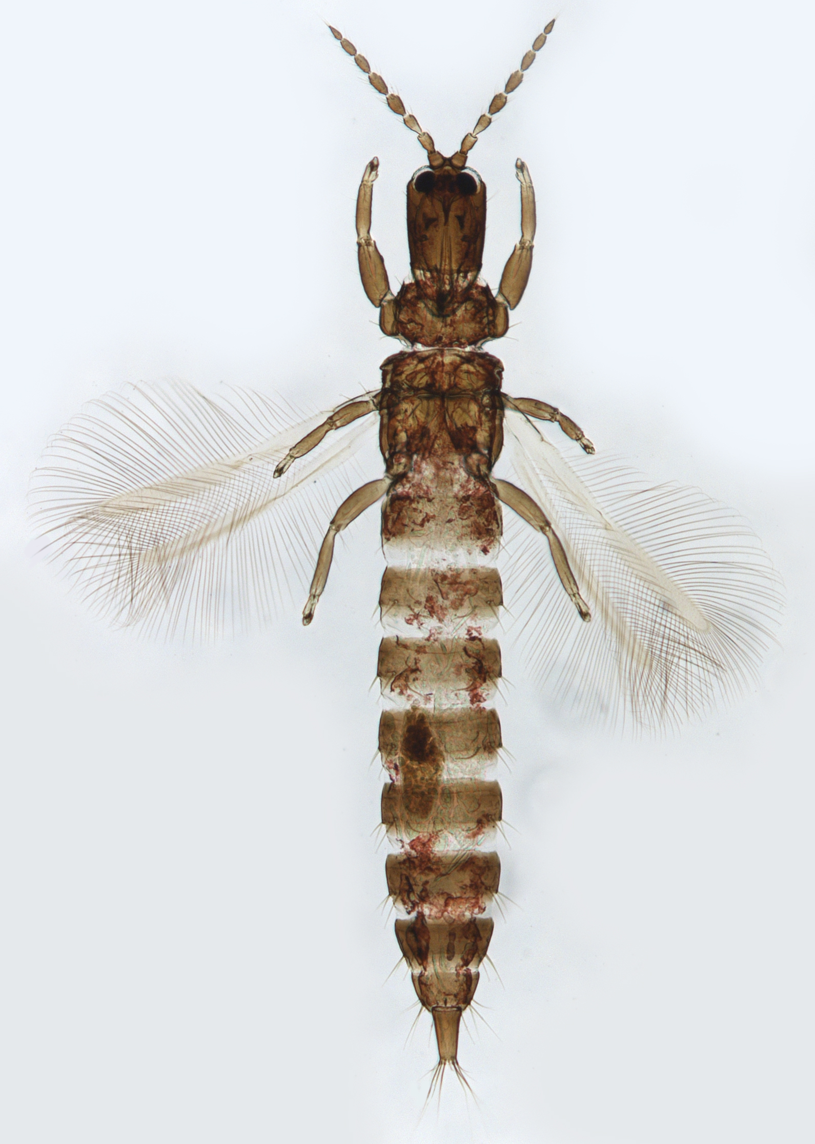 Carathrips bandeirantium