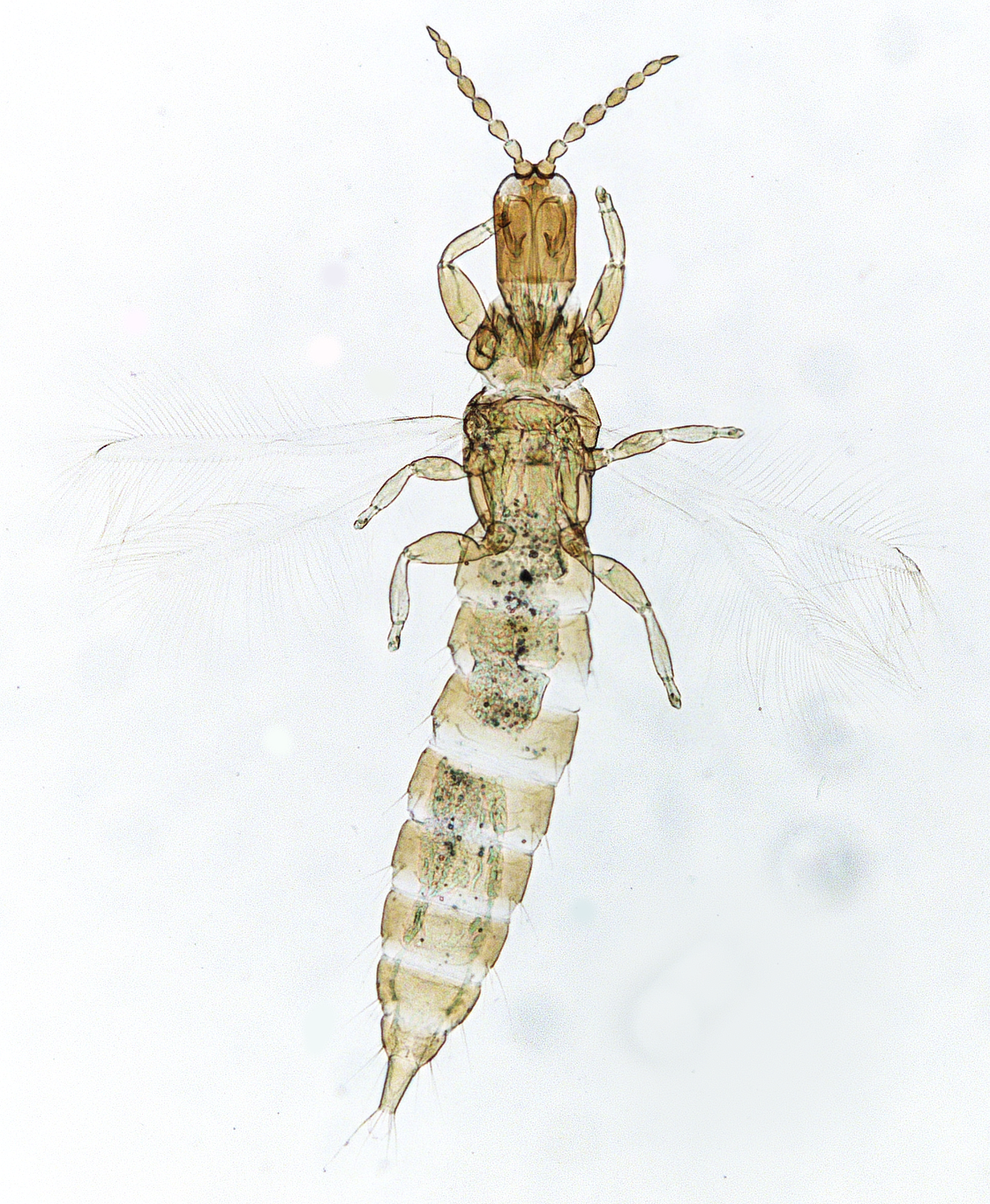 Carathrips delicatulus