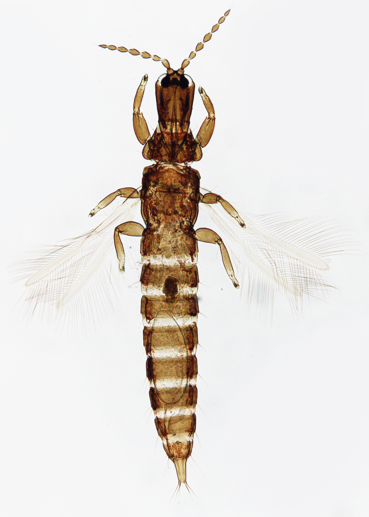 Carathrips ferrugineus
