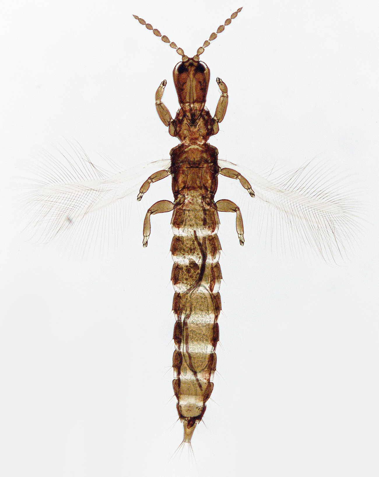 Carathrips grandiceps