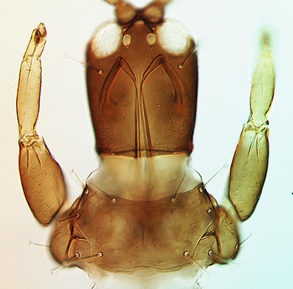Carathrips mediamericanus