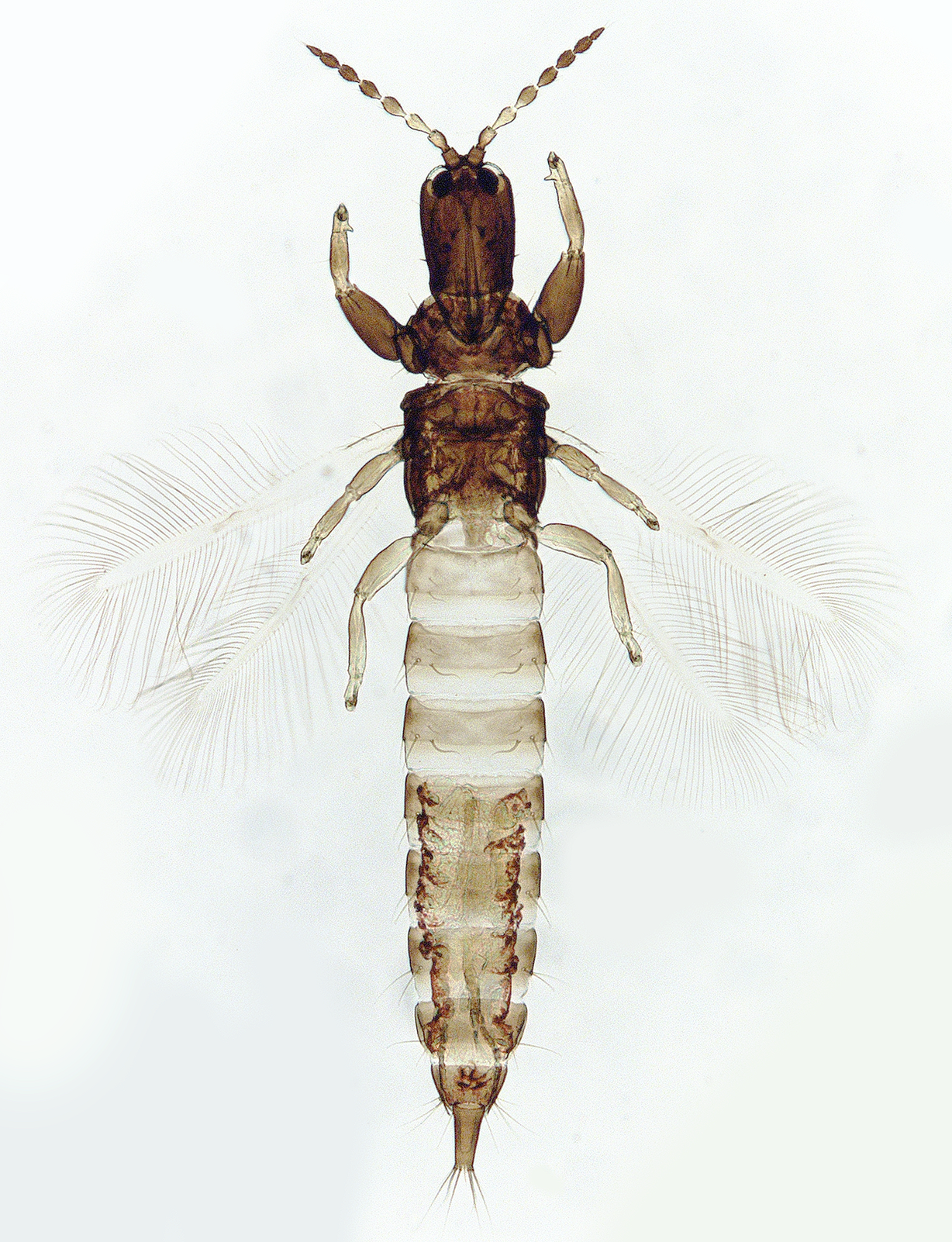 Carathrips pallidiventris