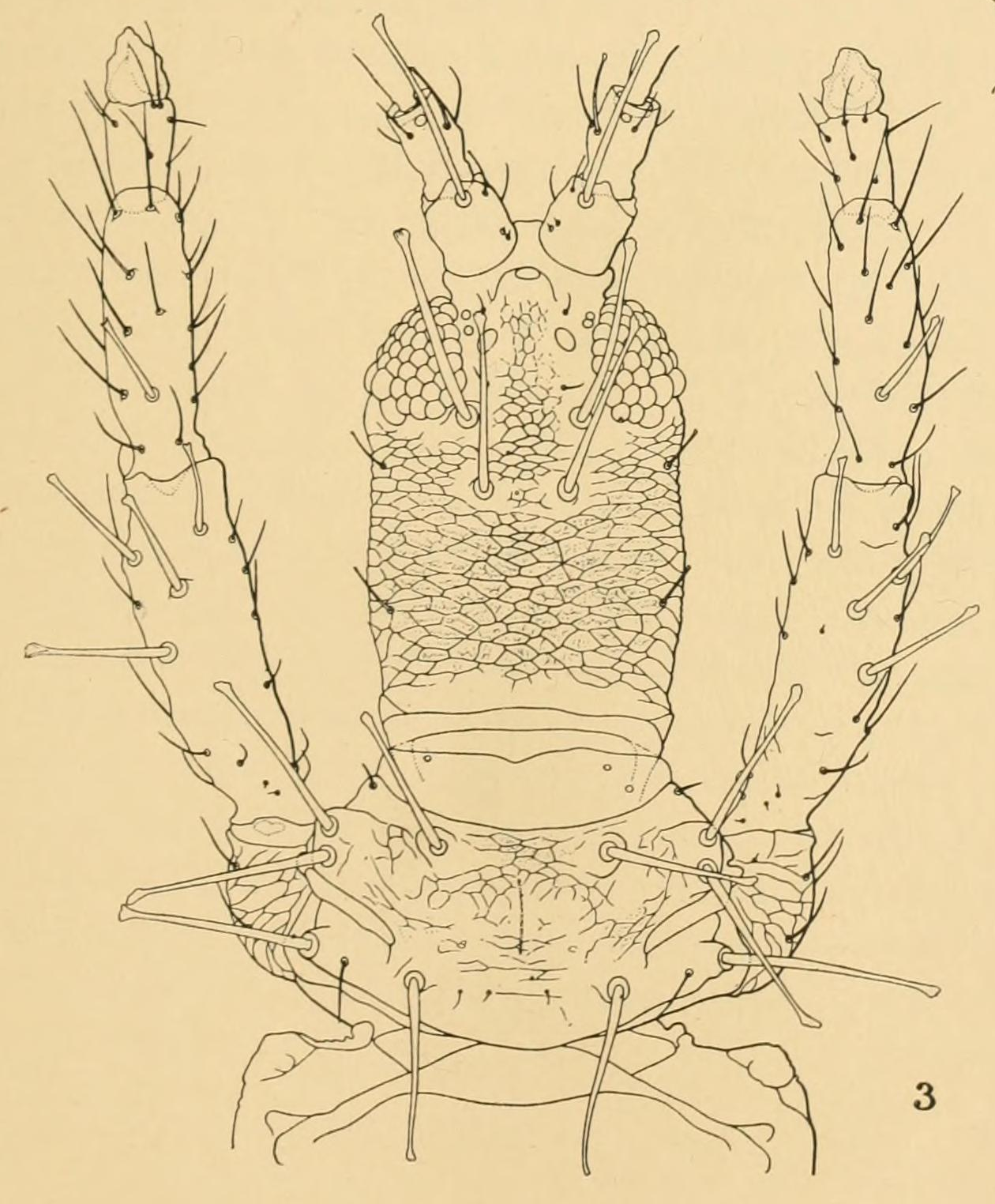 Zeugmatothrips priesneri