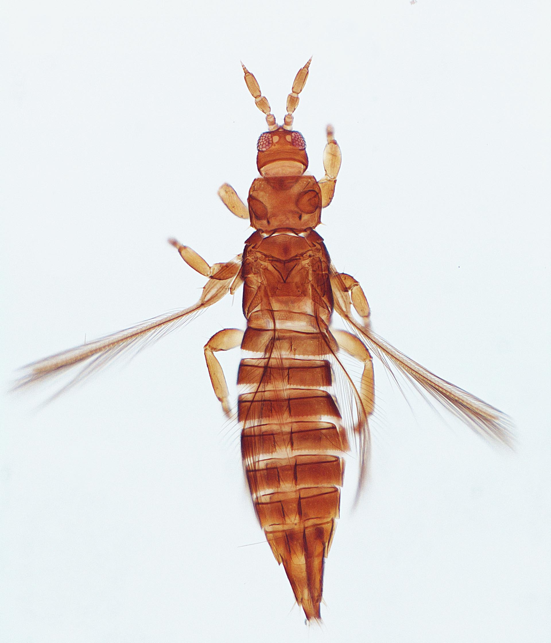 Aulacothrips levinotus