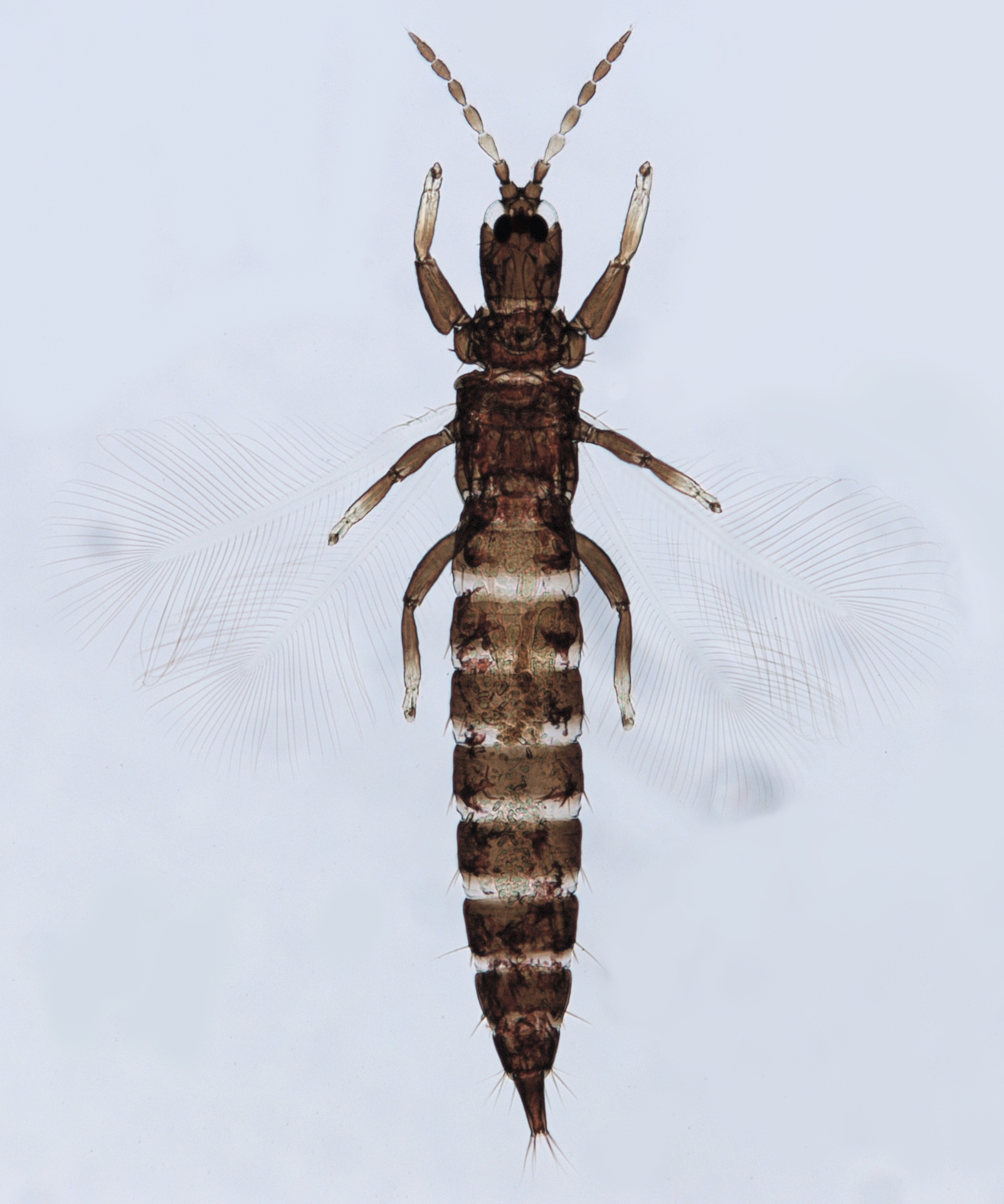 Adraneothrips acutus
