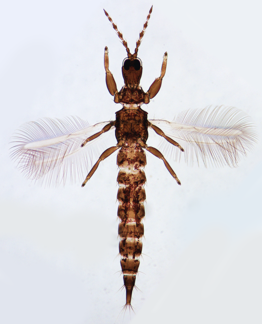 Acanthothrips palmi
