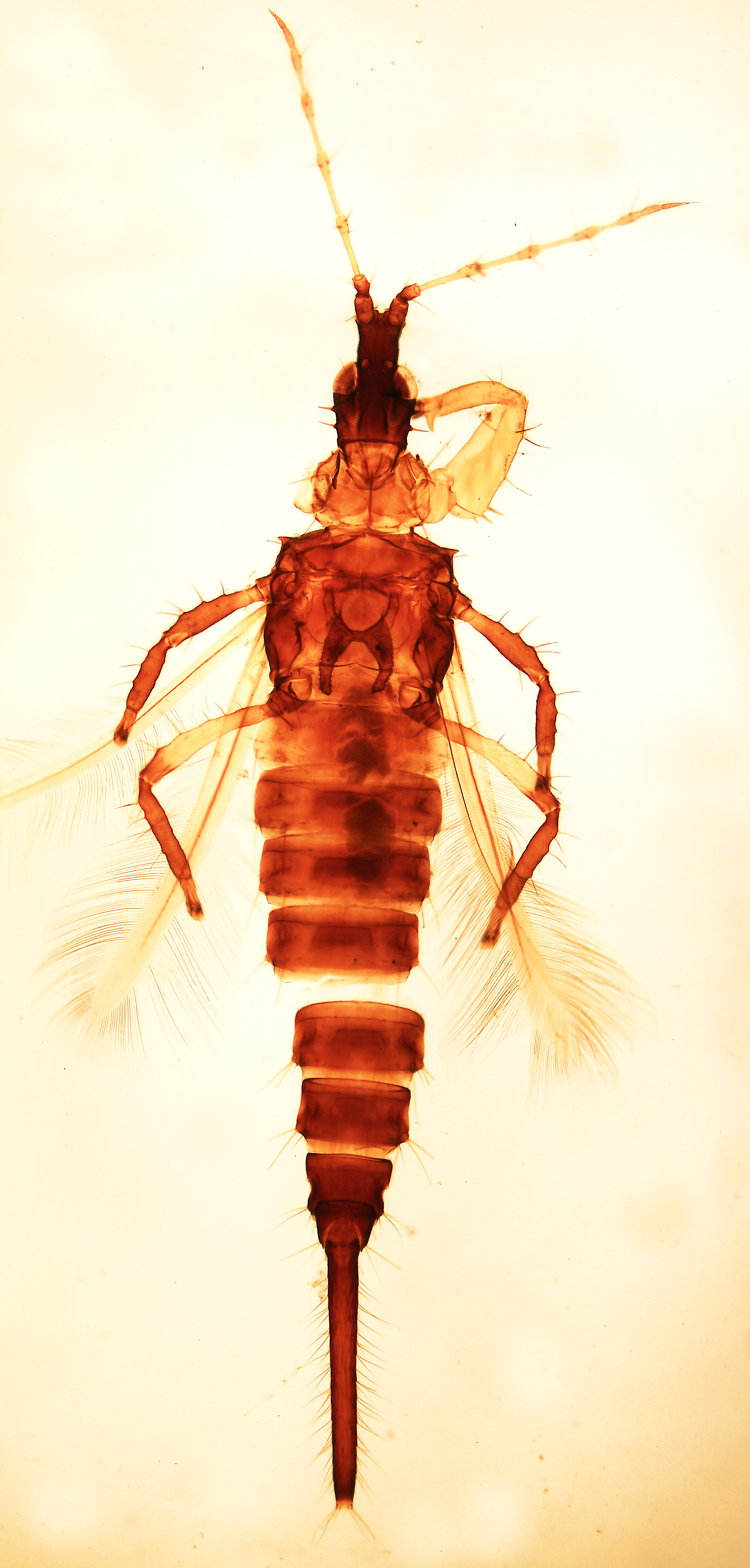 Cyphothrips longifrons